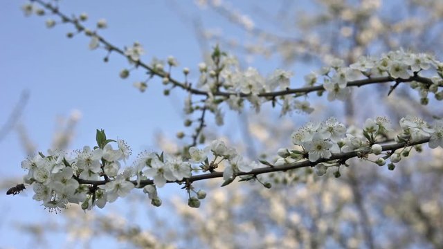Bee pollinates flowers on fruit trees