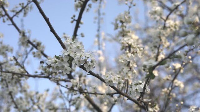 Bee pollinates flowers on fruit trees
