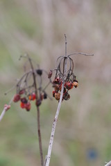 Schneeball im Winter