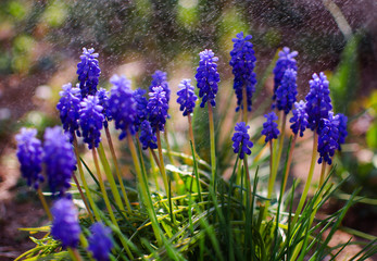 Little spring blue Muscari flowers bloom outdoors