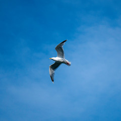 seagull in flight