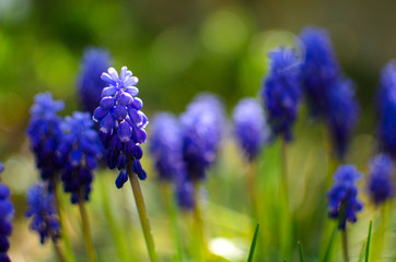 Little spring blue Muscari flowers bloom outdoors