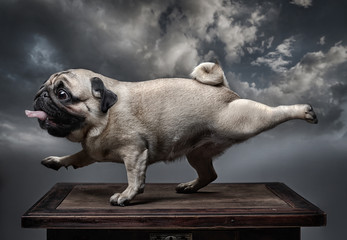 A dog pug stretches its front right and back left feet with its mouth open and tongue out....