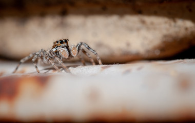 small european jumping spider in garden taking in the sun.background.