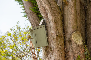 Adult Blue tit bird seen with nest building fibres in his beak, ready to enter a small bird nest box attached hi up to a large tree in a garden setting.