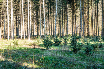 Fototapeta premium Wiederaufforstung im Wald