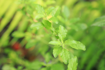Fototapeta na wymiar green organic herbal basil leaf in garden 