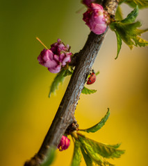 
ladybug on sakura branch, 
plain background