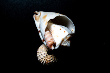 Seashells textures, shapes, colors for graphic resources on black background, macro photography