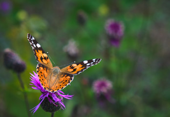 Fototapeta na wymiar Colourful butterfly on a purple flower