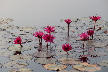 pink lotus flower