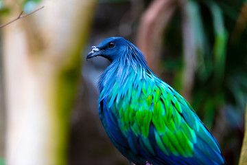 Nicobar Pigeon Close Up Portrait