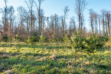 Wiederaufforstung im Wald