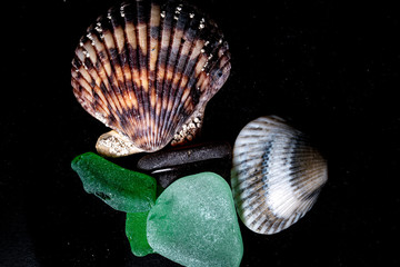 Seashells textures, shapes, colors for graphic resources on black background, macro photography