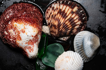 Seashells textures, shapes, colors for graphic resources on black background, macro photography