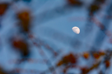 Waxing gibbons moon shinning between bare tree branches in a forest