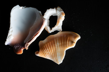 Seashells textures, shapes, colors for graphic resources on black background, macro photography