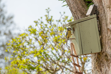 Adult Blue tit bird seen with nest building fibres in his beak, ready to enter a small bird nest box attached high up to a large tree in a garden setting.