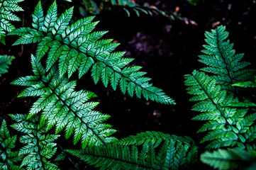 fern leaf, lush green foliage in rainforest, nature background	
