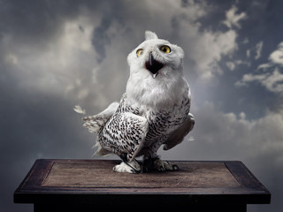 A snowy owl opened its mouth and looks forward. Background - grey clouds.