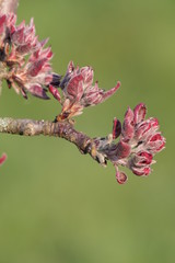 Knospen am roten Apfelbaum