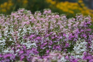 Obraz premium field of flowers