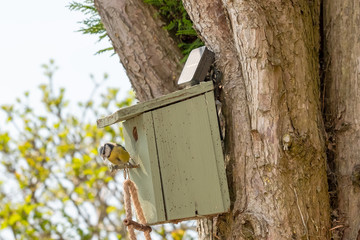 Adult Blue tit bird seen with nest building fibres in his beak, ready to enter a small bird nest box attached hi up to a large tree in a garden setting.