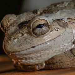 Close up of toad
