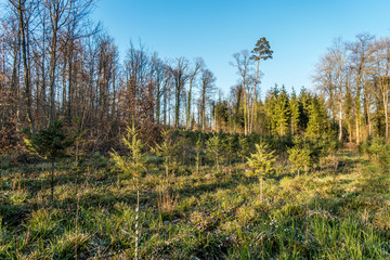 Wiederaufforstung im Wald
