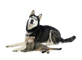 Cute cat and dog on white background. Fluffy friends