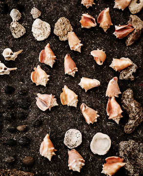 Sea shells on the beach, Morro de sao paulo, Brazil, South America