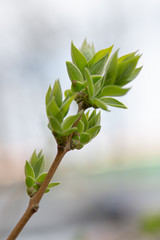 green leaves on a branch