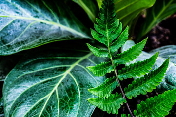 fern leaf, lush green foliage in rainforest, nature background	

