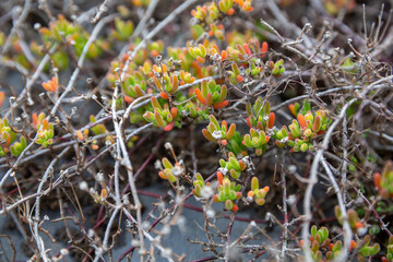 buds and flowers on a branch 