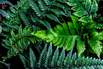 fern leaf, lush green foliage in rainforest, nature background	
