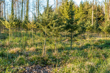 Wiederaufforstung im Wald