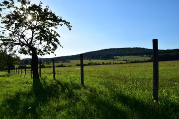 Árbol junto a valla con sombra