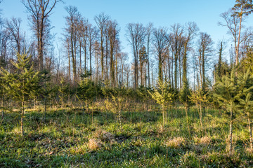 Wiederaufforstung im Wald