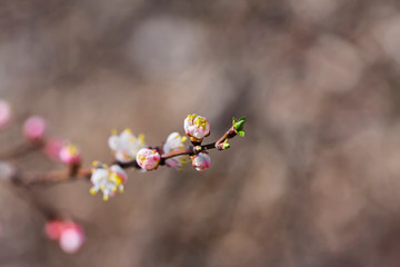 Fototapeta na wymiar apricot tree with fresh beautiful white spring flowers