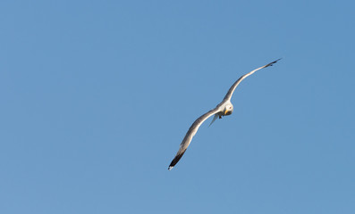 Gaviota volando sobre cielo azul alas abiertas