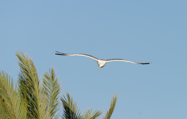 Gaviota volando sobre cielo azul alas abiertas