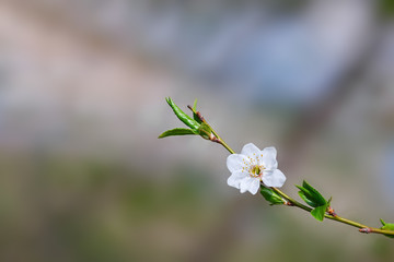 Blossoming Cherry Tree In Full Bloom , Beautiful Spring Flowers, Fresh Pink Flowers