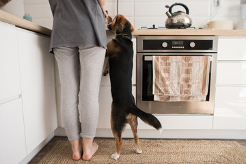 young woman cooks in the kitchen with a dog