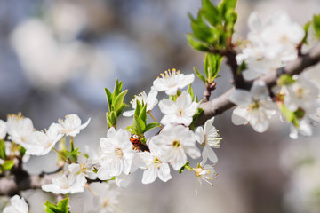 Ladybug sits on a cherry tree flower