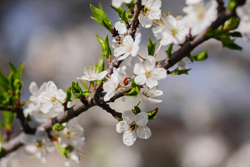 Ladybug sits on a cherry tree flower