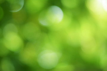 Bokeh background from green leaves on the tree With green bokeh Light green with a blurred yellow...
