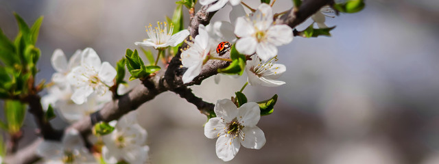 Ladybug sits on a cherry tree flower