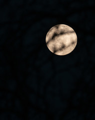 Supermond hinter Bäumen, Vollmond bei Nacht, 100 Prozent Mondlicht