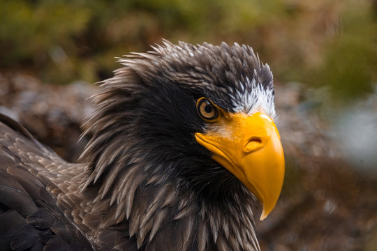 Stellers Sea Eagle Close Up