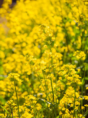 菜の花